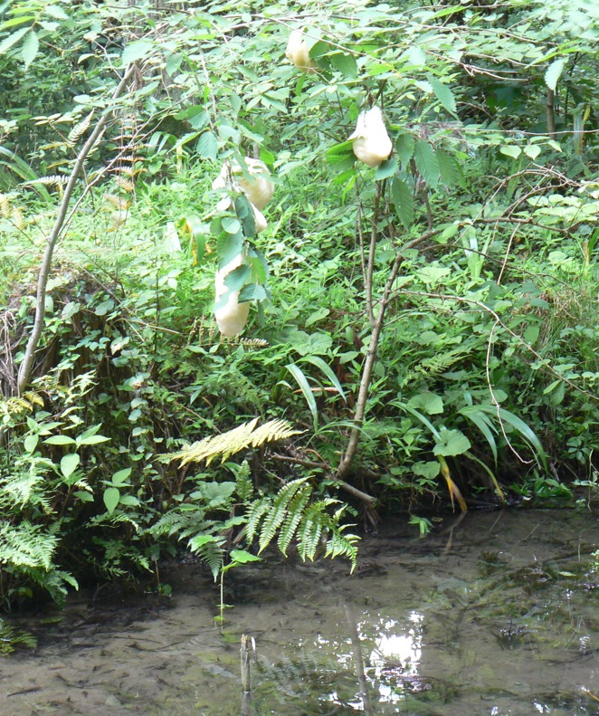 里山 H 山際の水溜まり _モリアオガエルの卵塊_2009年6月7日